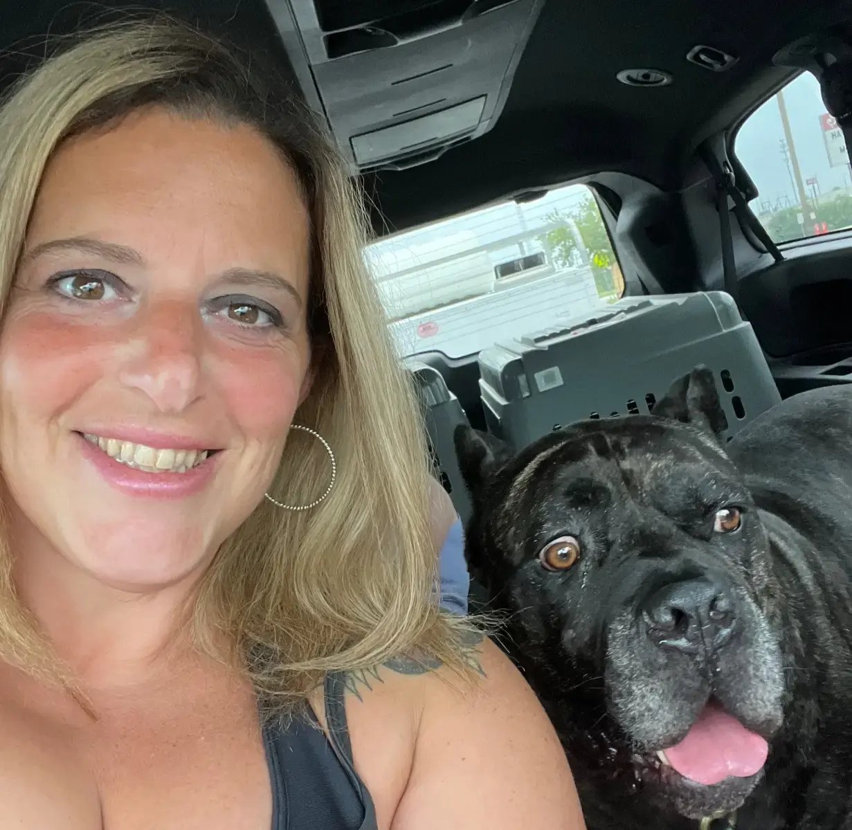 Rescued Cane Corso with dog trainer