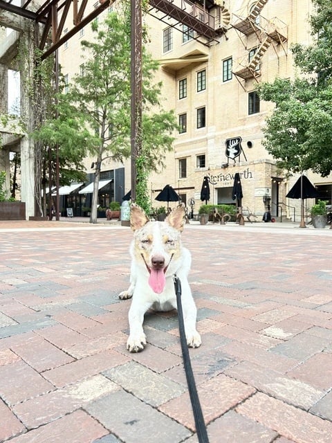 Copper Advanced Obedience