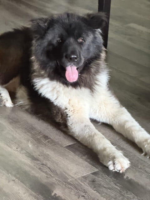 Koda Advanced Obedience and Behavior Modification