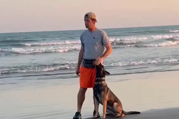 German_Sheppard_cropped