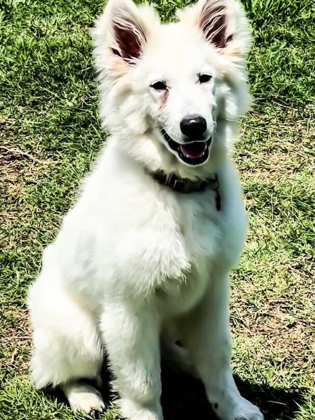 Abu_Detection_and_Obedience_cropped