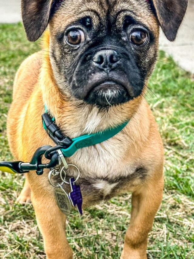 Bentley_puppy_Foundations_and_Advanced_Obedience_cropped