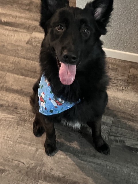 Brisket the detection dog