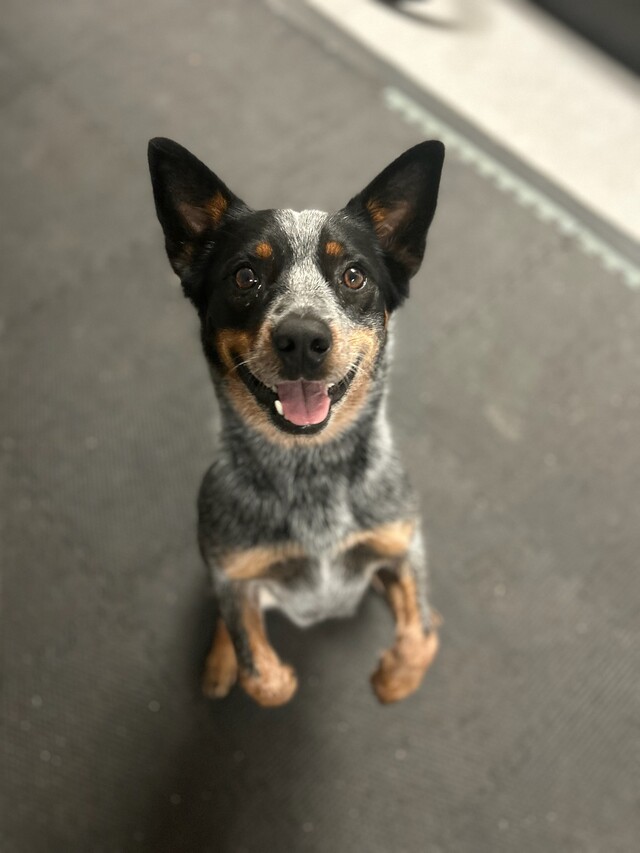 Dizzy impulse control