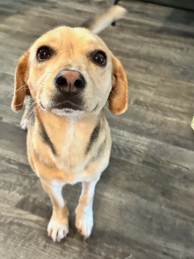 Dottie Rescue dog behavior modification