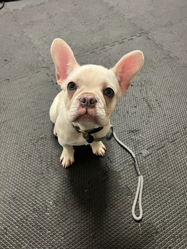 Ellie puppy Foundations