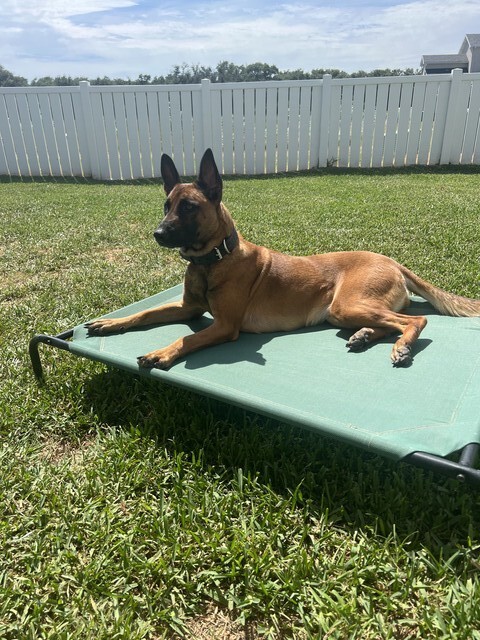 Eyken Dual Purpose K9