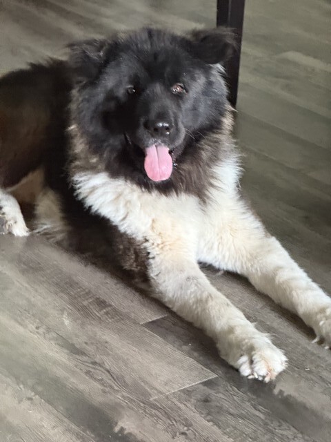 Koda Advanced Obedience and Behavior Modification