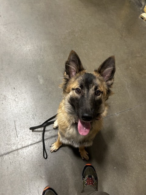 Ranger Advanced Obedience