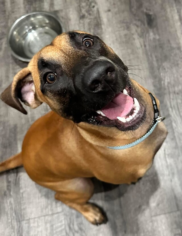 Sammi Lou Puppy Foundations and Basic Obedience