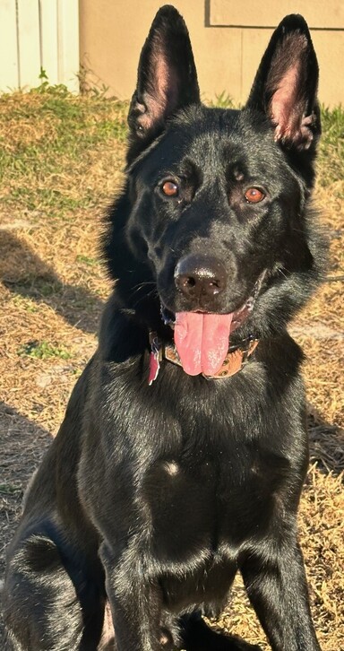 Compton_Behavior_modification_and_Advanced_Obedience_3_60