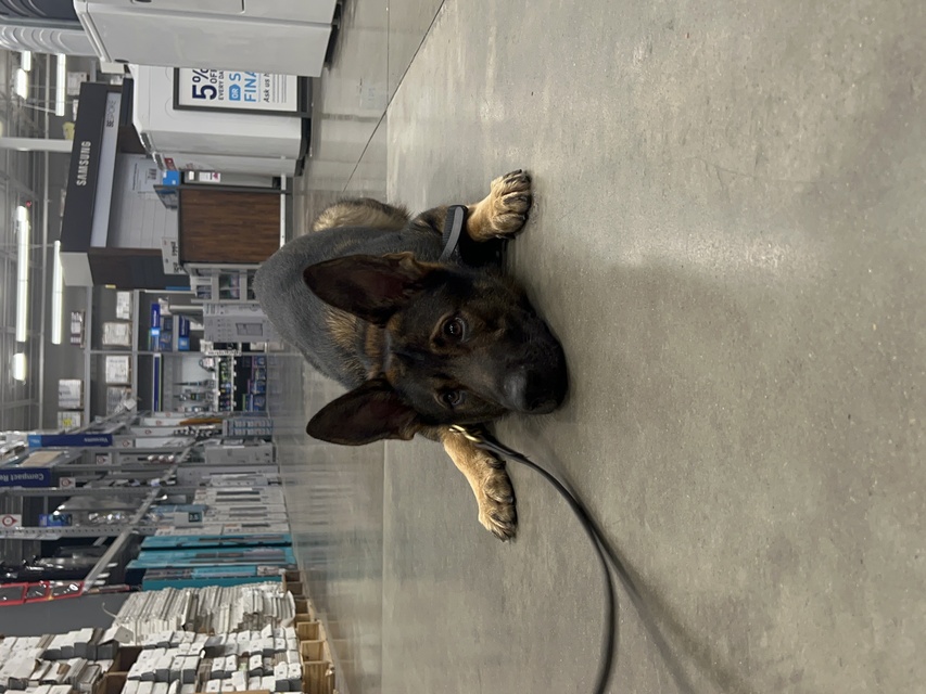 German Sheppard Behavior Modification