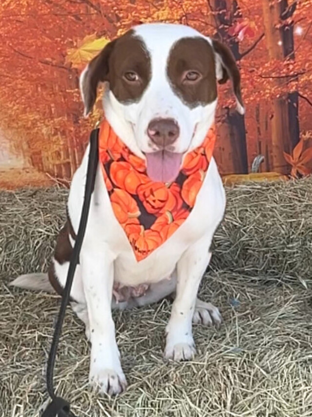 Honeybun_Behavior_Modification_cropped