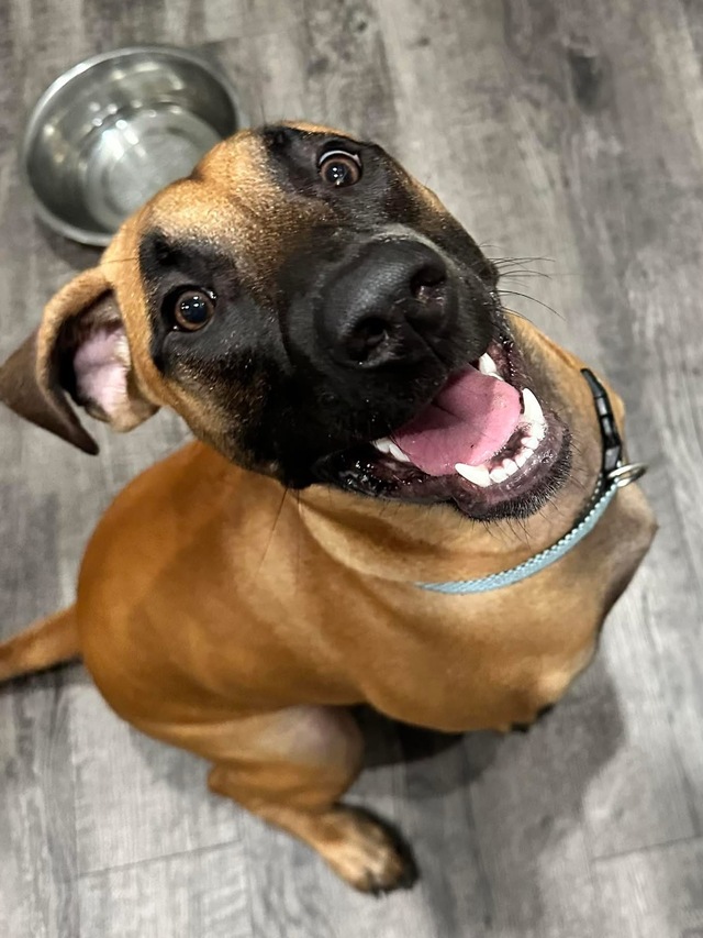 Sammi Lou Puppy Foundations and Basic Obedience